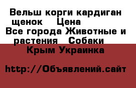 Вельш корги кардиган щенок  › Цена ­ 35 000 - Все города Животные и растения » Собаки   . Крым,Украинка